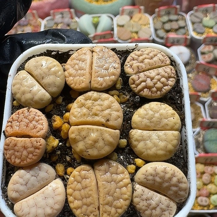 生石花3:：：：。  17号