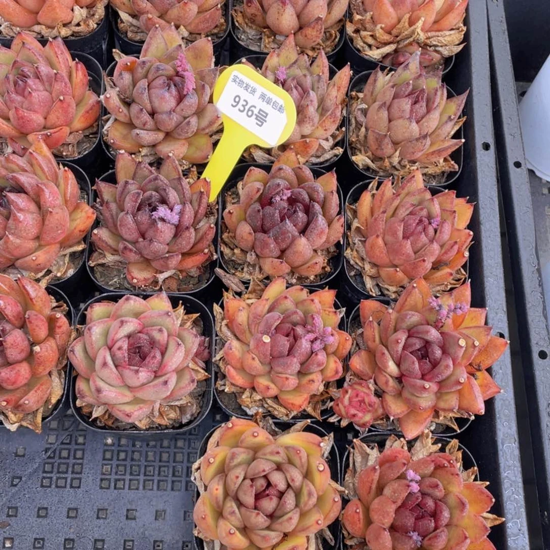 936号韩版赤水晶大单头两个