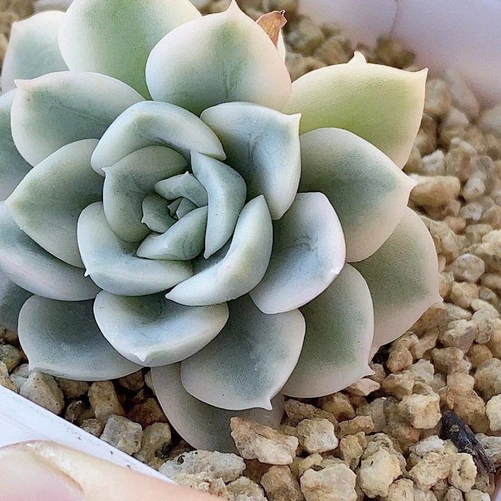 月亮仙子一物一拍，