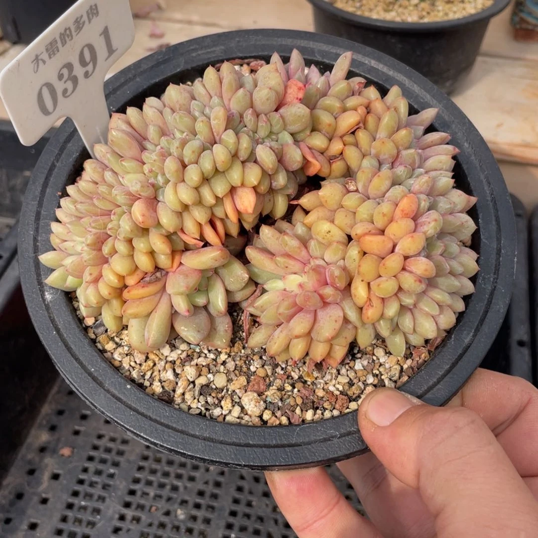 0391爱丽儿缀不带盆13厘米