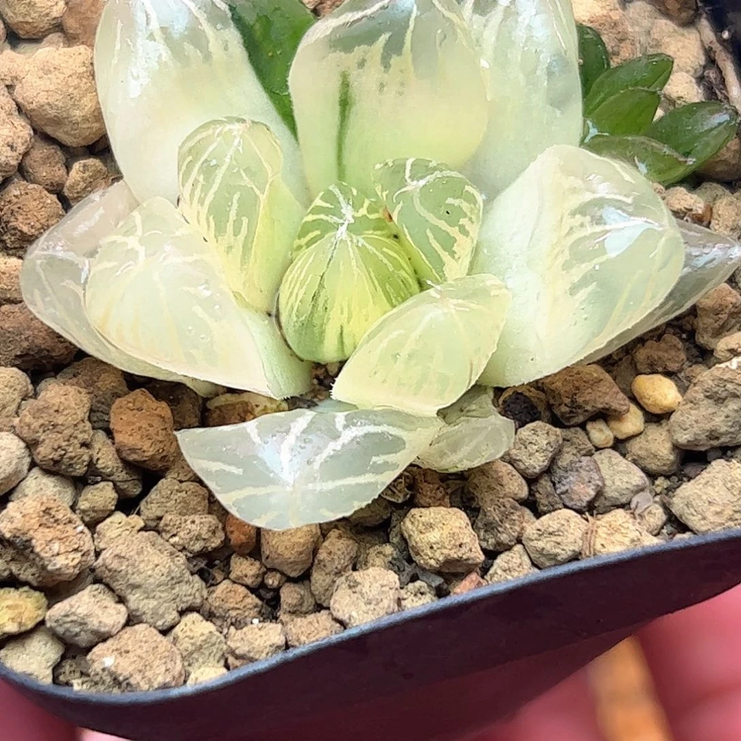糊斑花火亏钱上十二