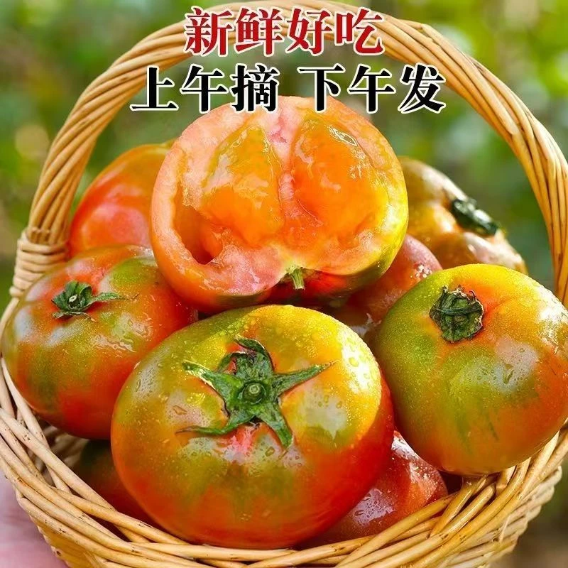 辽宁正宗碱地草莓柿子铁皮柿子西红柿新鲜采摘