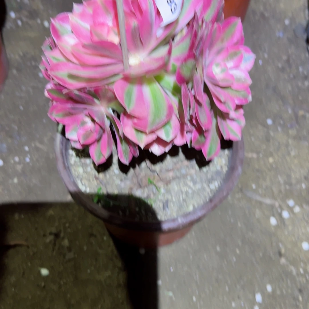 粉女巫法师多肉936