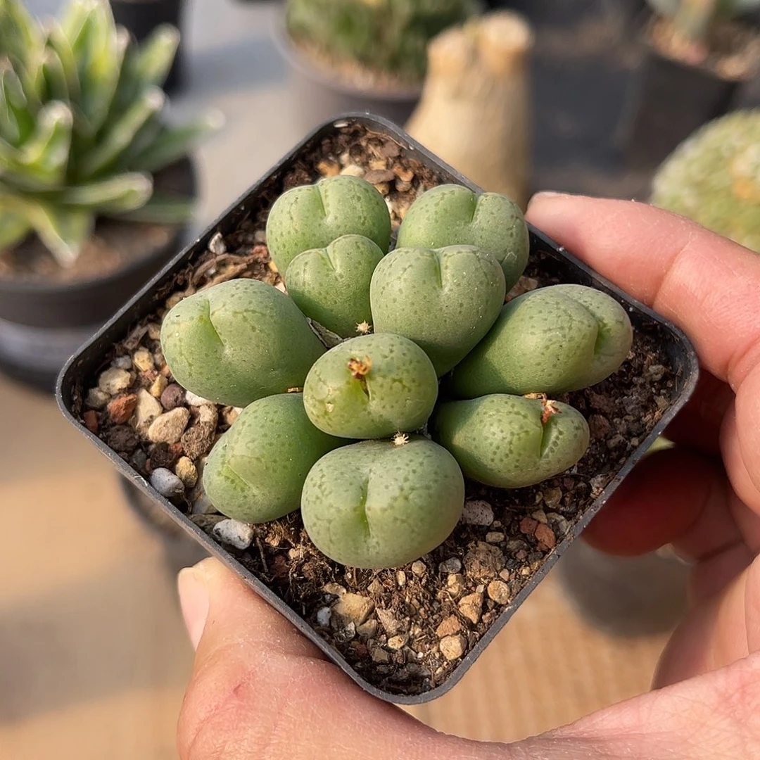 子播实生肉锥一物一拍