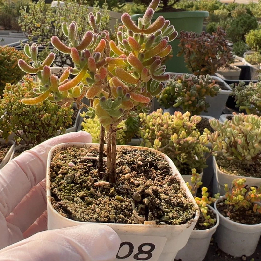 可***xC808冰晶一物一拍