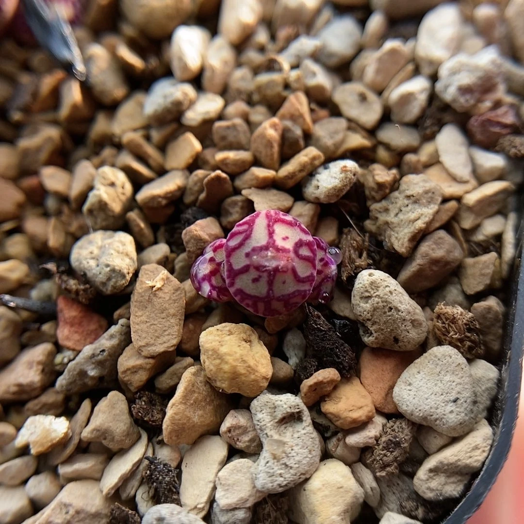 八重墨一颗三头二蜕苗子包邮