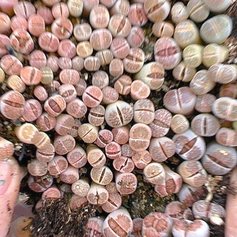 【闪购商品】24929