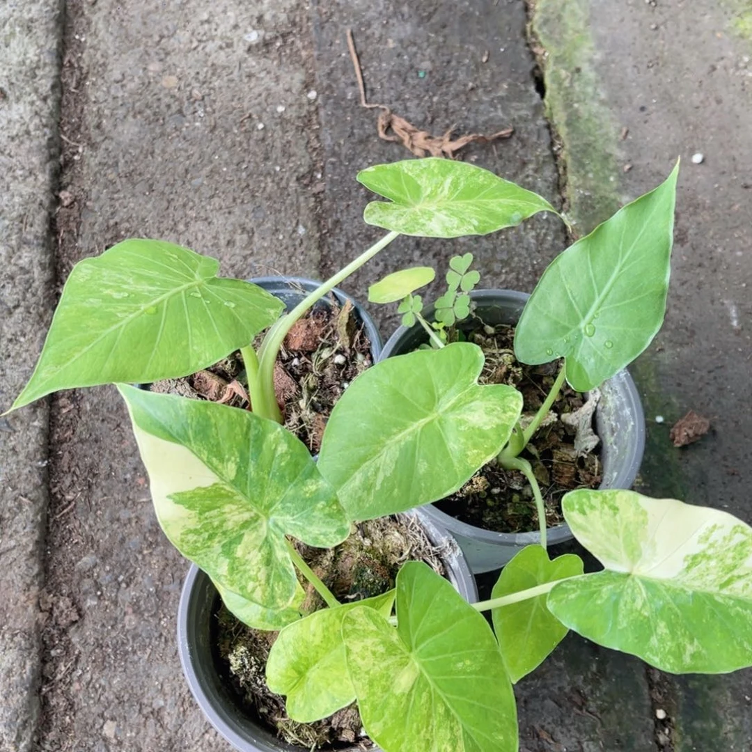 完全开放象耳芋福利随机发货