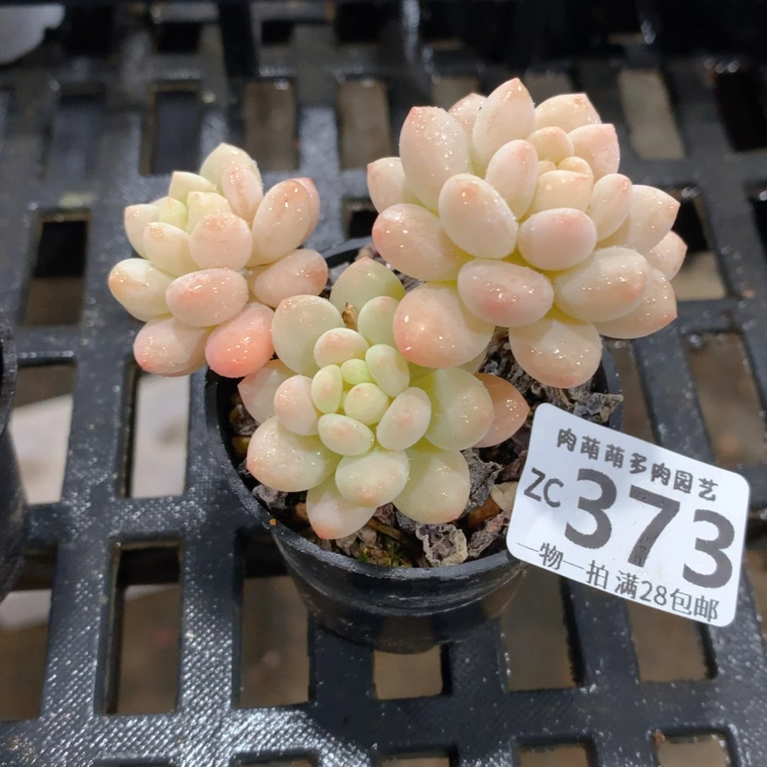 肉萌萌拇指盆精控多肉ZC373