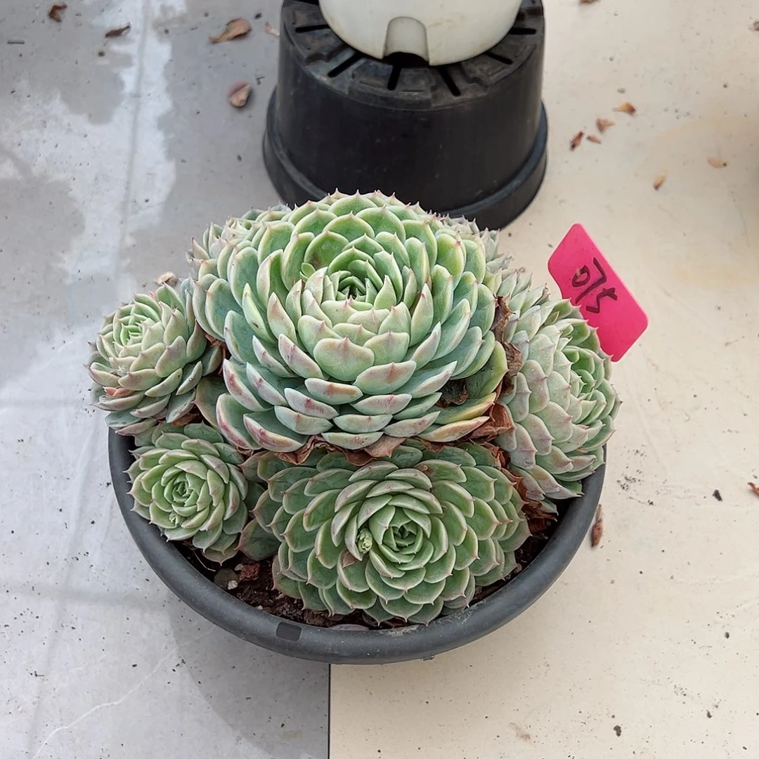 用****5075昂斯诺多肉植物