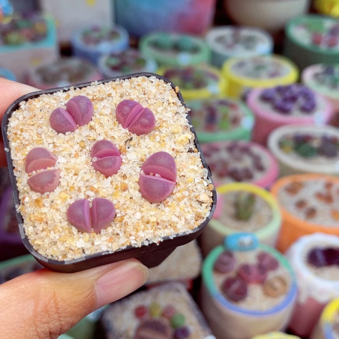 293。8888888888888888