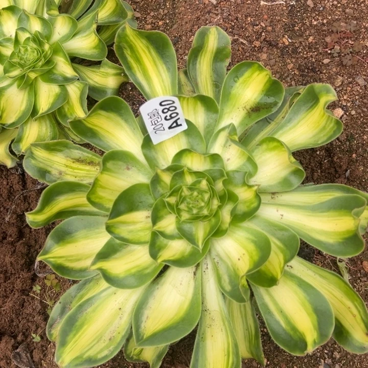 多肉植物680不售后