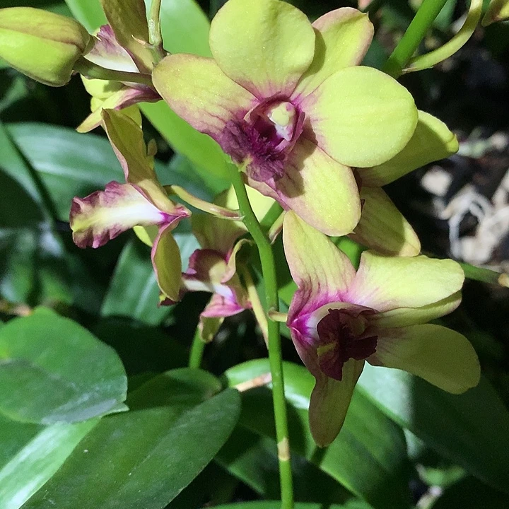 完全开放金镶玉大小2苗裸根发货花叶不包损