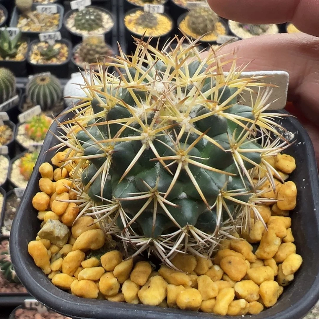 917风华丸实生仙人球