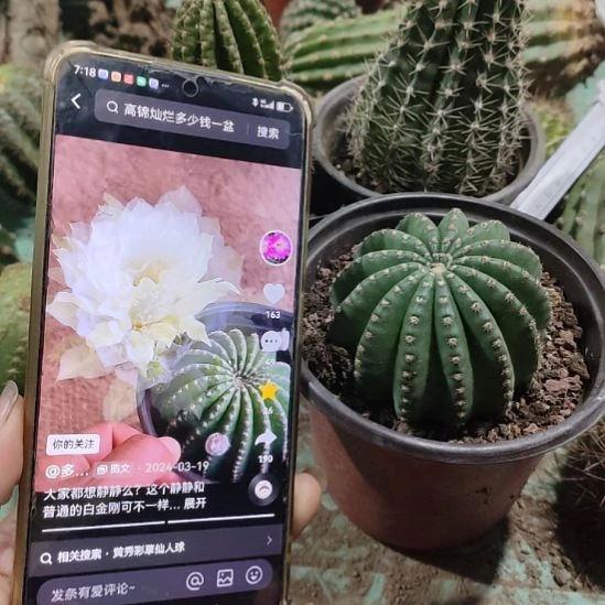 仙人球静静带根带盆
