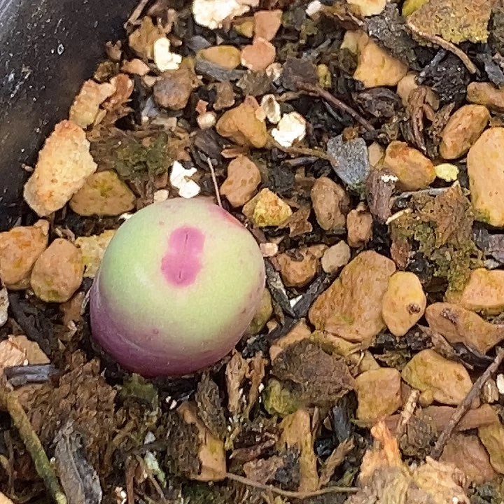 13606小红嘴一组