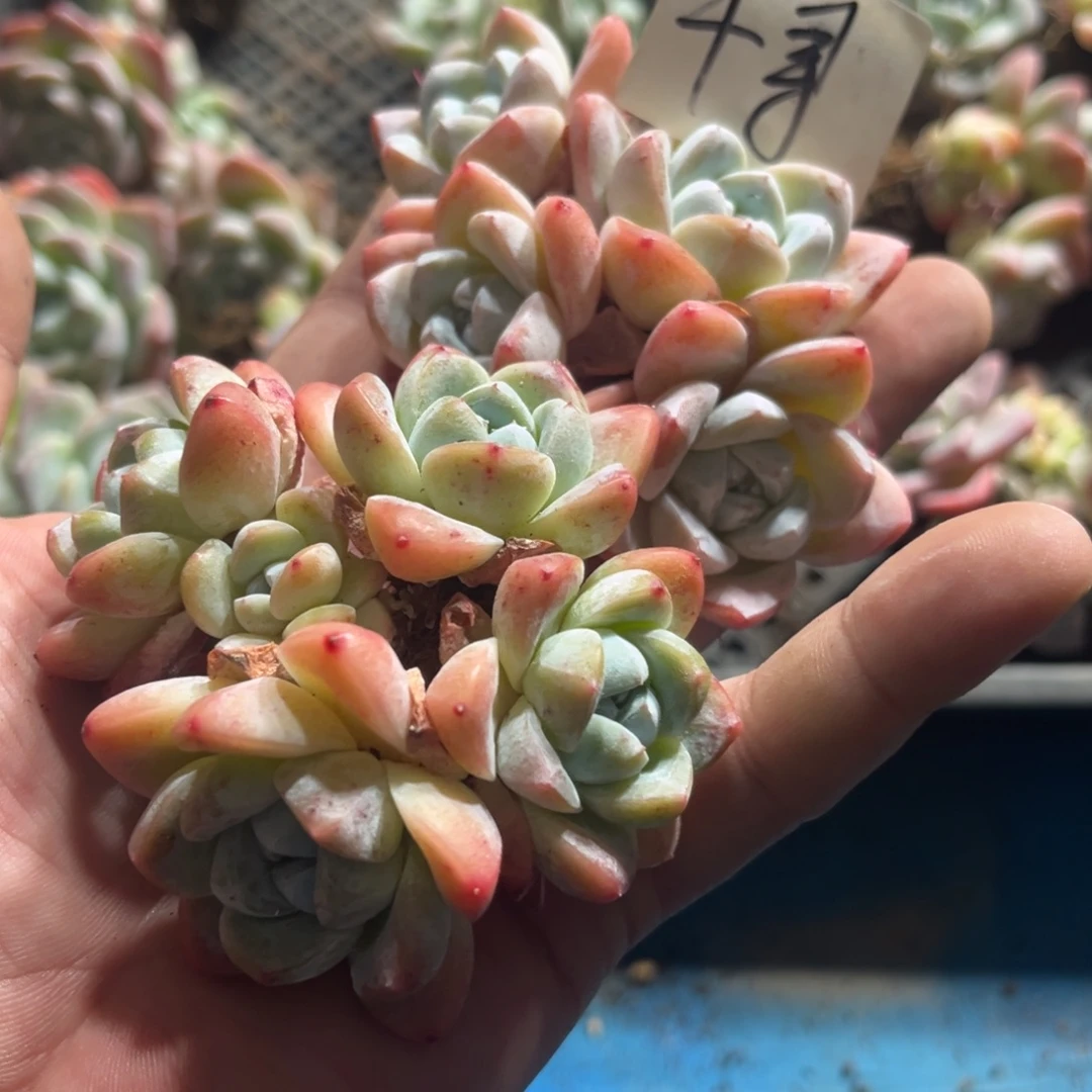 千寻专拍冰玉老桩两颗