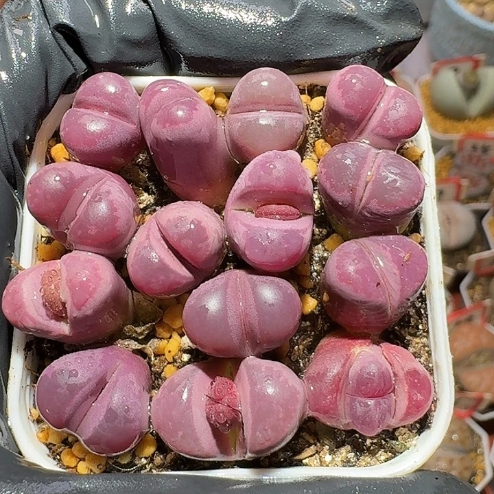 生石花2:：：。    27号