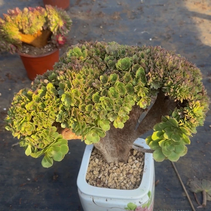 特特特特特特特119