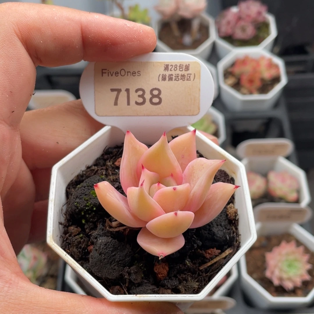 饺子皮7138-4.5厘米
