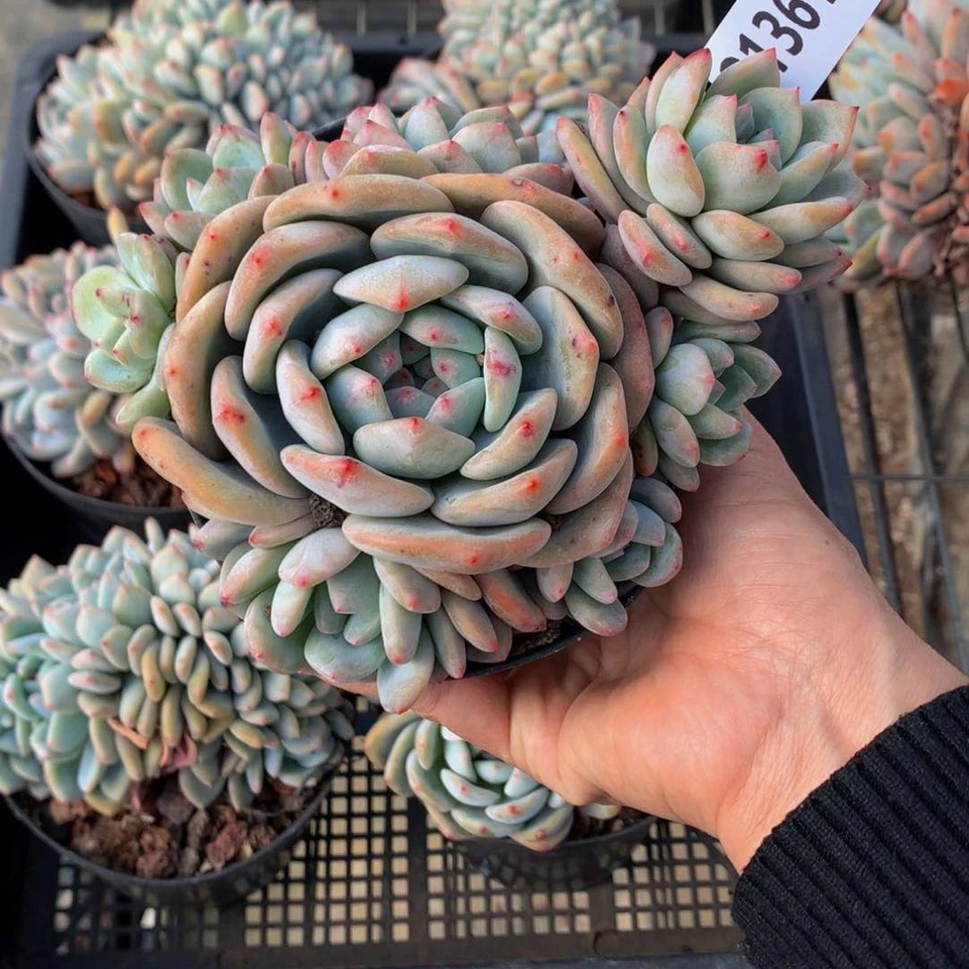 21361多头嗯嗯嗯嗯嗯