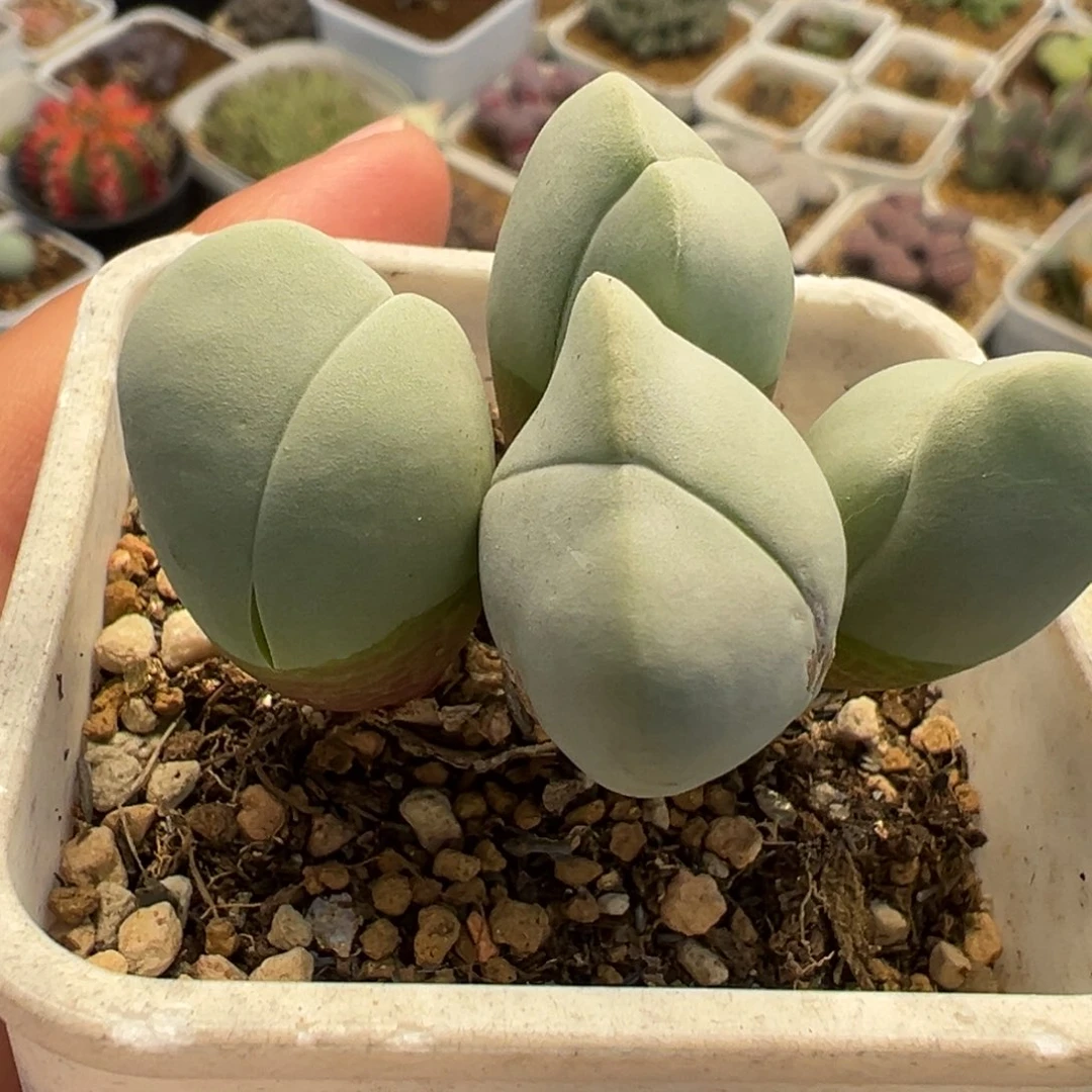 786多肉植物种类多样