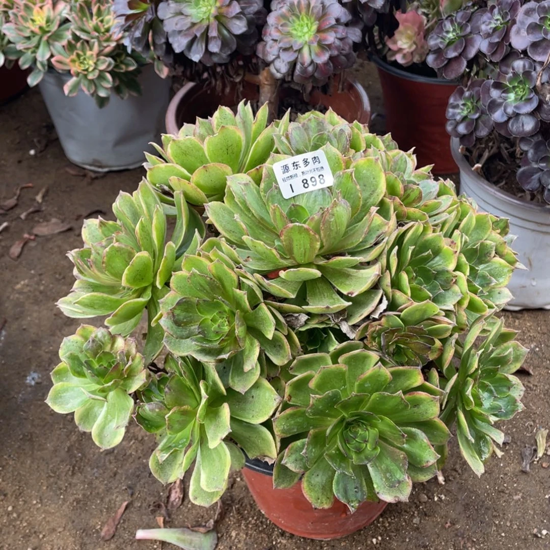 898斑斓多肉法师断枝不包