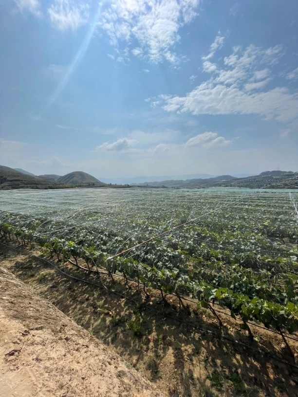 新鲜采摘应季葡萄脆甜多汁早夏黑葡萄产地直发
