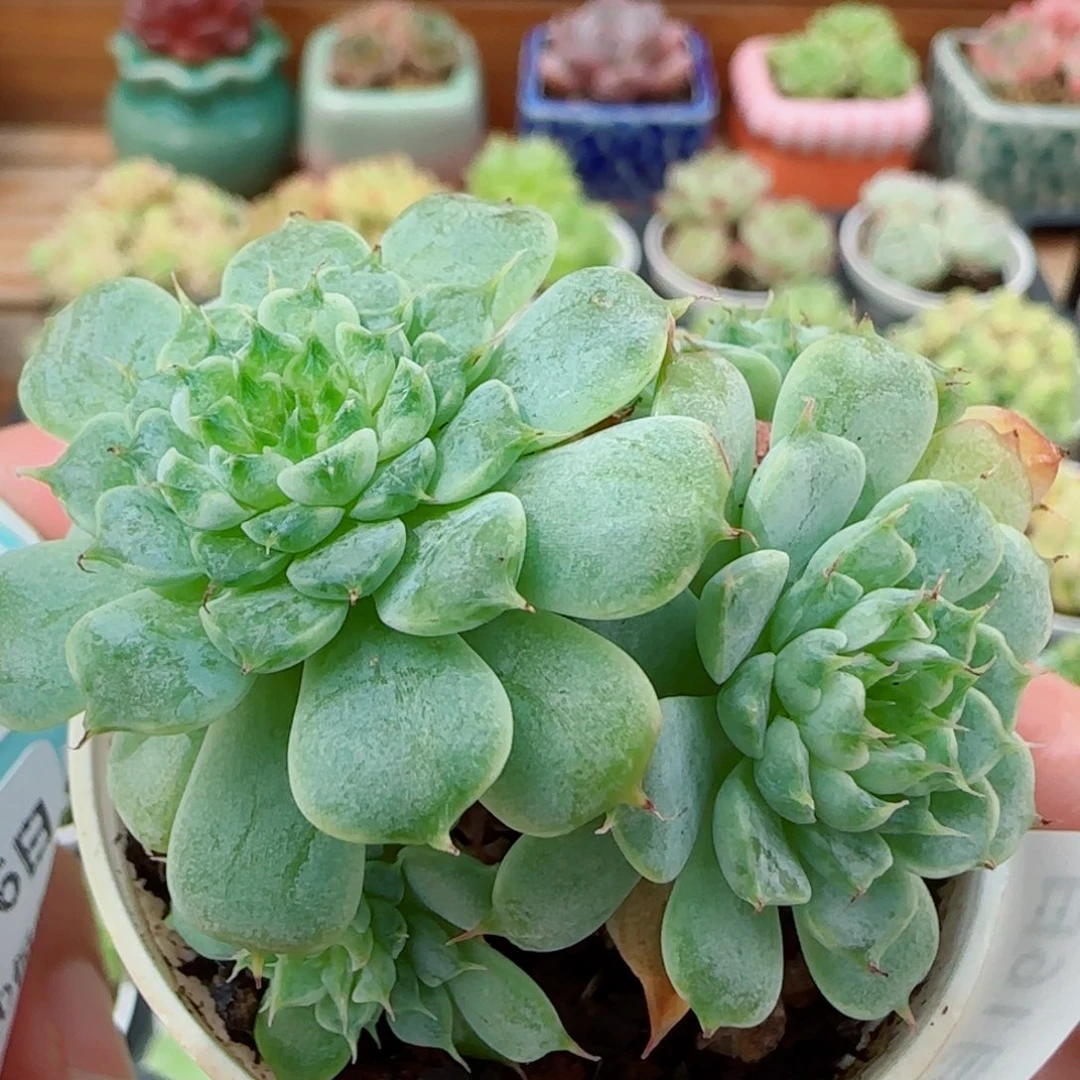 花语逸镜0916-86糖心散