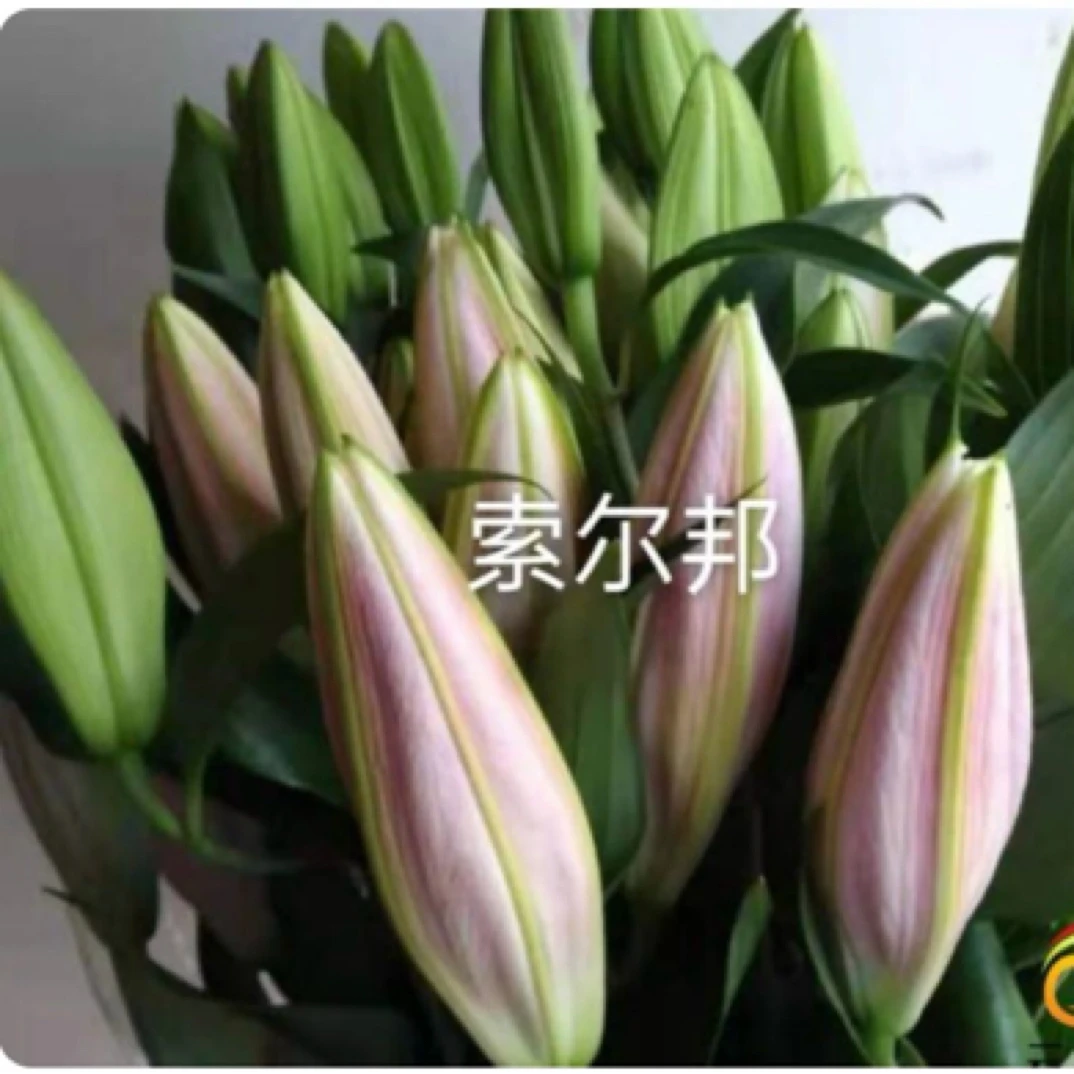 百合（索尔邦2头粉色）（西伯利亚2头白色）二选一仅限自提