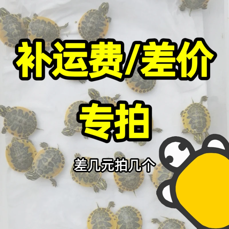 【123龟宠】龟苗 龟蛋 补运费/差价专用【下单联系客服】差几元拍几个