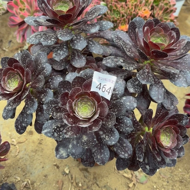 原叶黑法师多肉4649