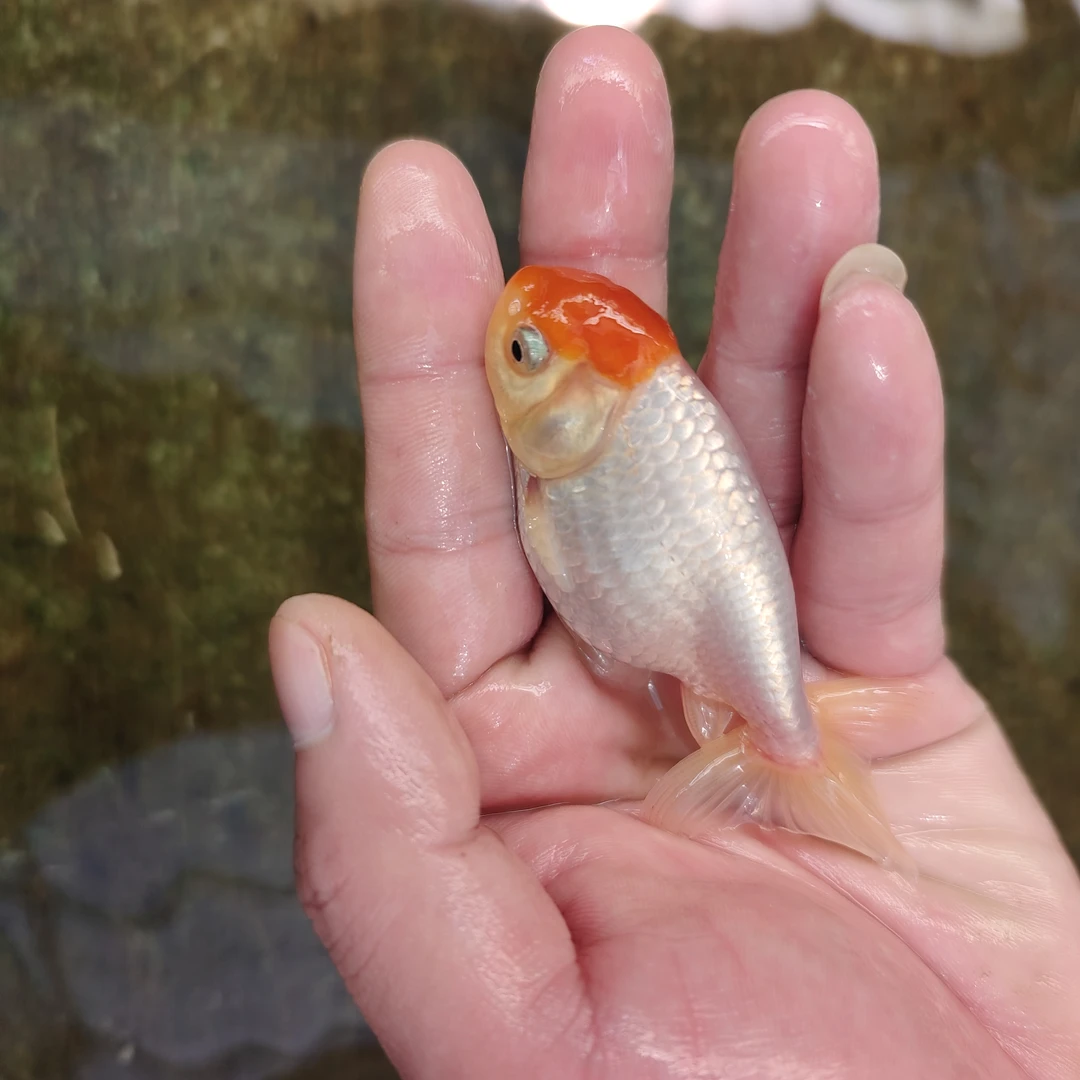 宫鹅鹅头红金鱼鱼活鱼观赏鱼鲤鱼淡水好养冷水活体观赏鱼小丑鱼