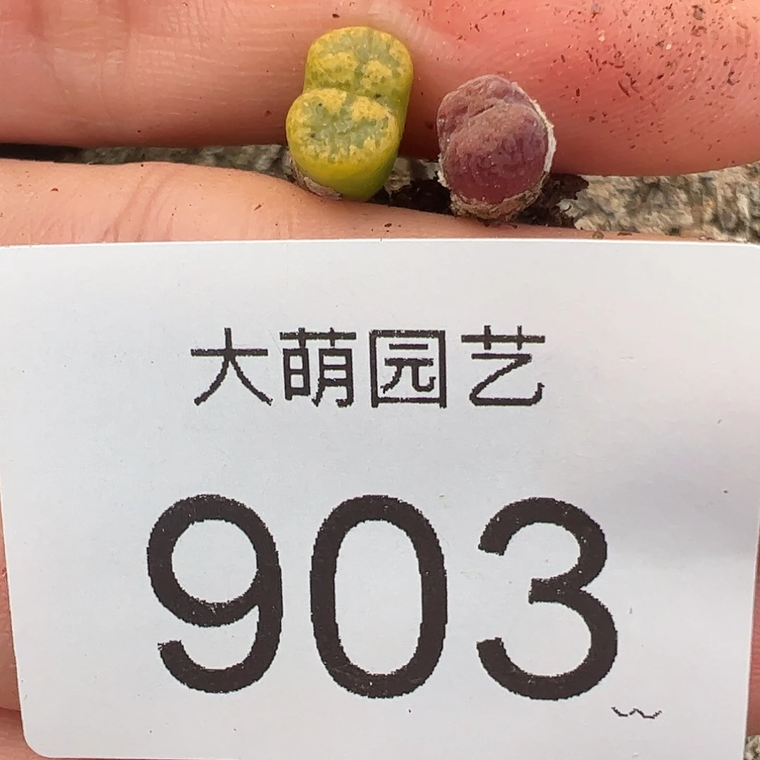 一物一拍。      903