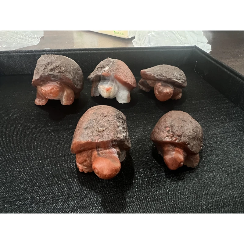 黑皮小乌龟 多样性发货发其一11250520-18-1