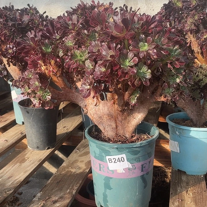 B240欧紫缀化38.8-1脱土包邮