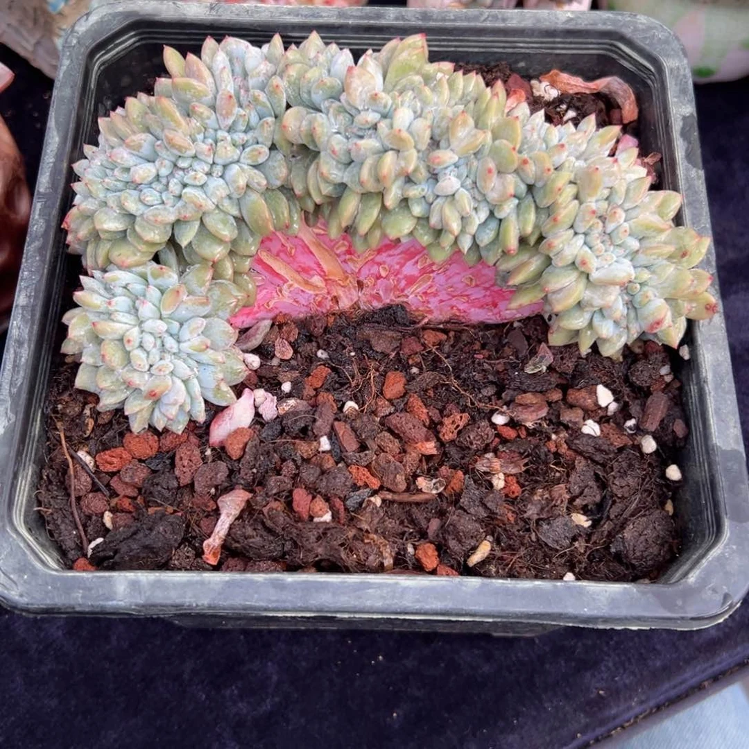 新年快乐 新年快乐