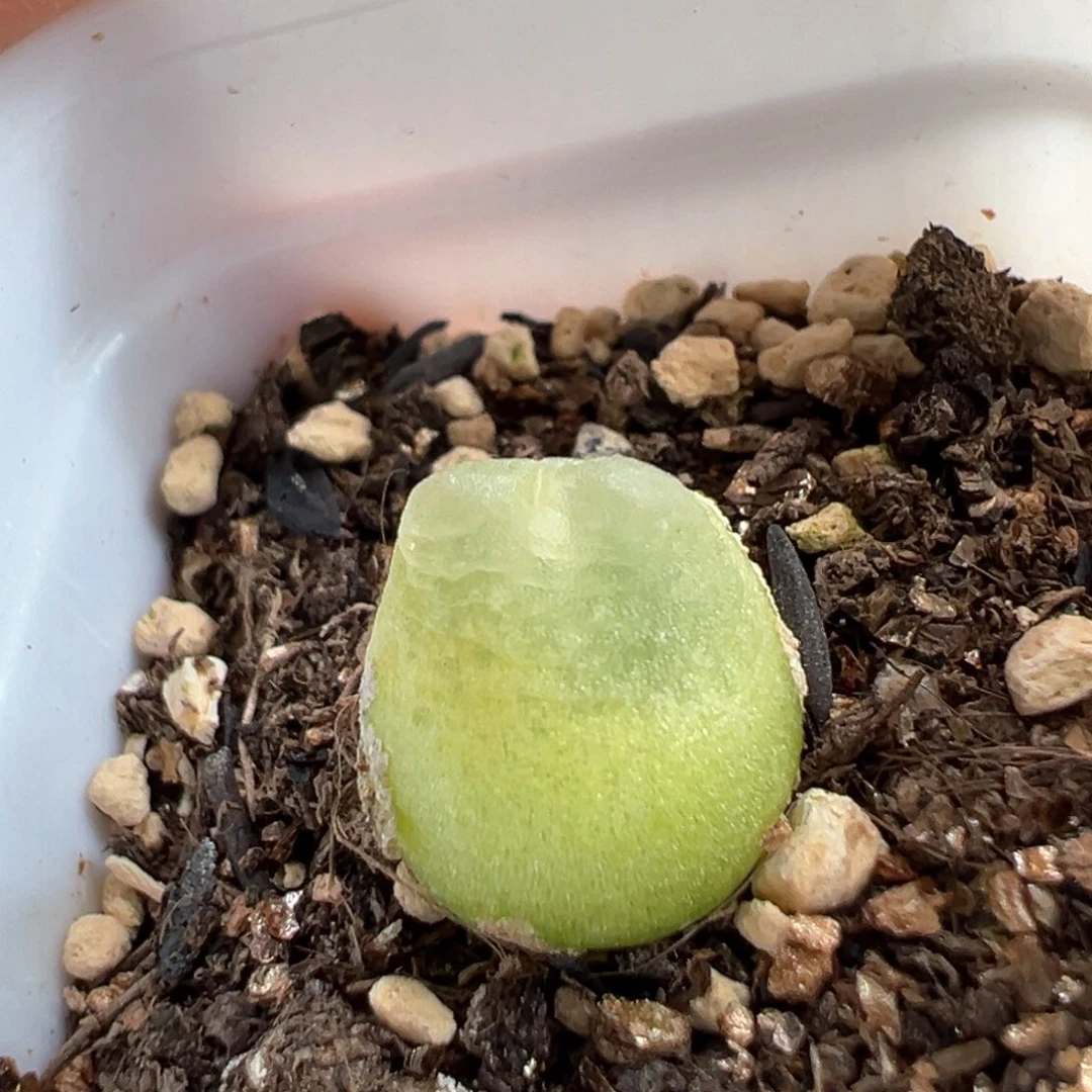 多肉植物91号拉登