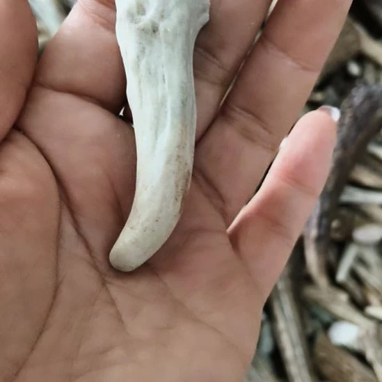 鹿角鹿角鹿角鹿角鹿角鹿角