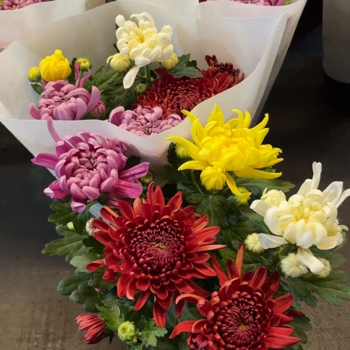 原盆原土｜龙爪菊4色