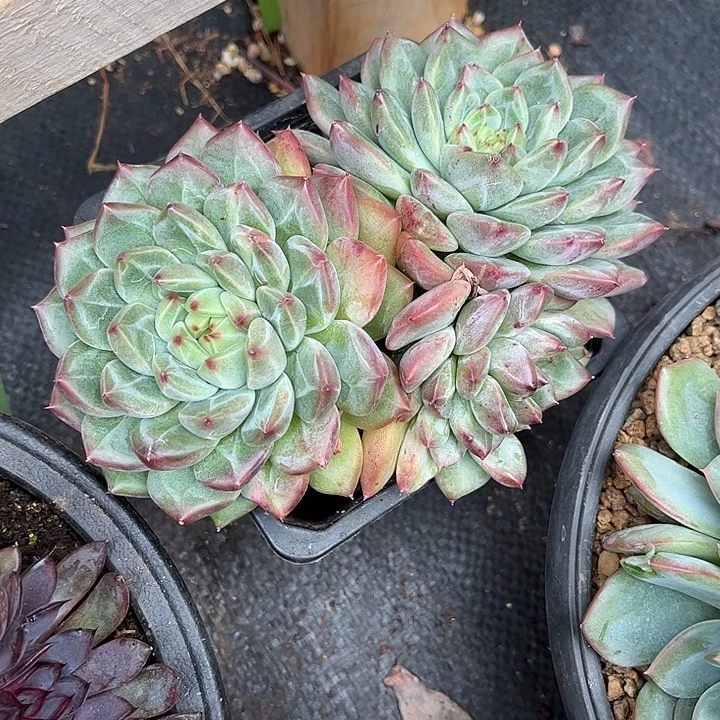 多肉植物一物一拍