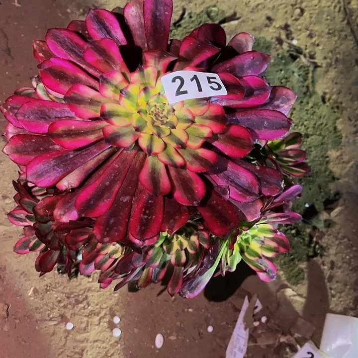 215潘帕斯多肉植物处理不售后