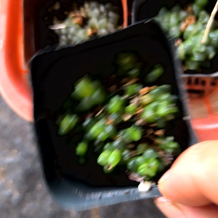 L***姐五颗玉露精品一物一拍