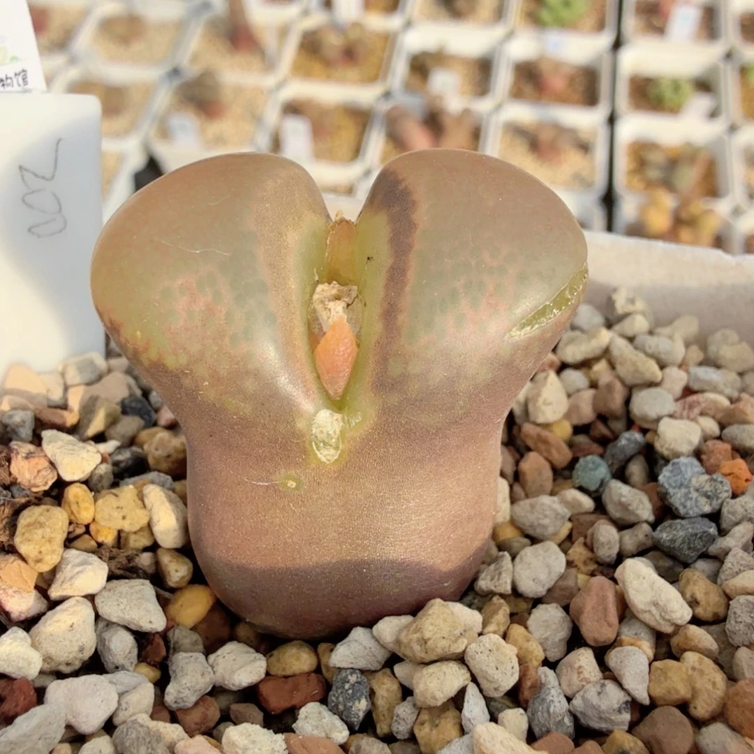 韩国CM10 12-29-L27