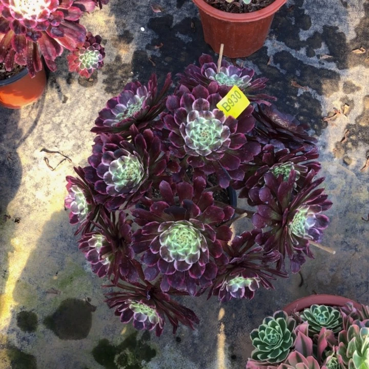 水墨多肉9300000000