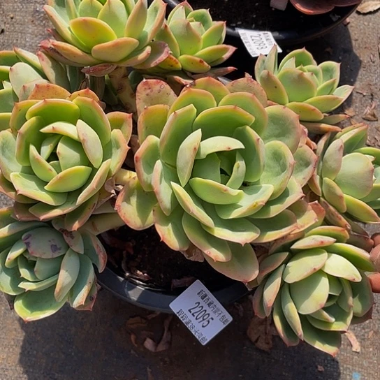 @*，粉拉22095多头