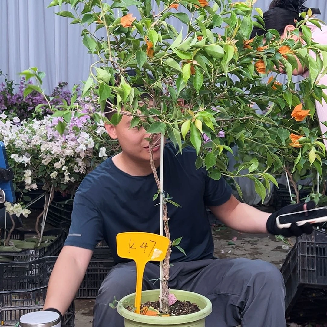 水***岸大部分花苞少量开放K47橙桑巴