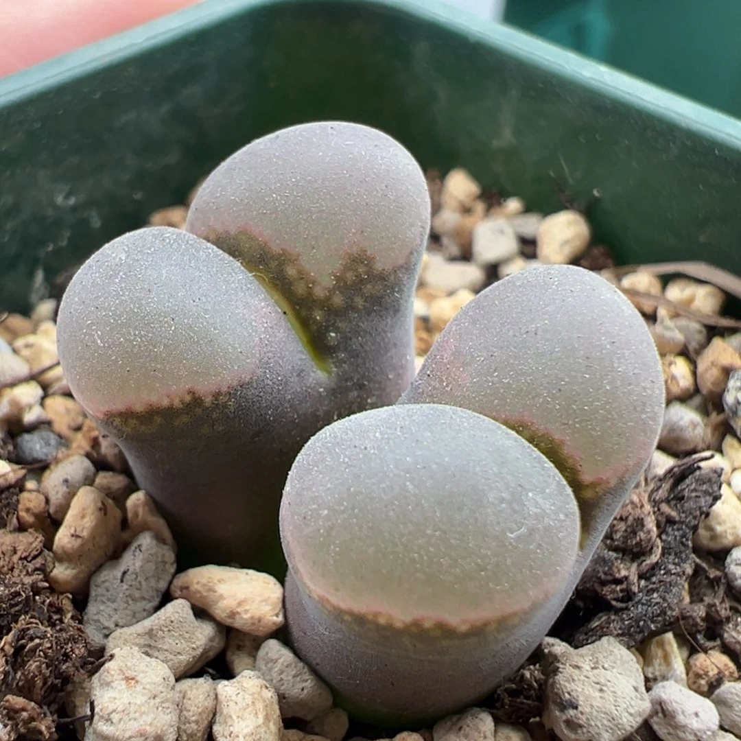 g7.14/2420。b23。双头 2.5年