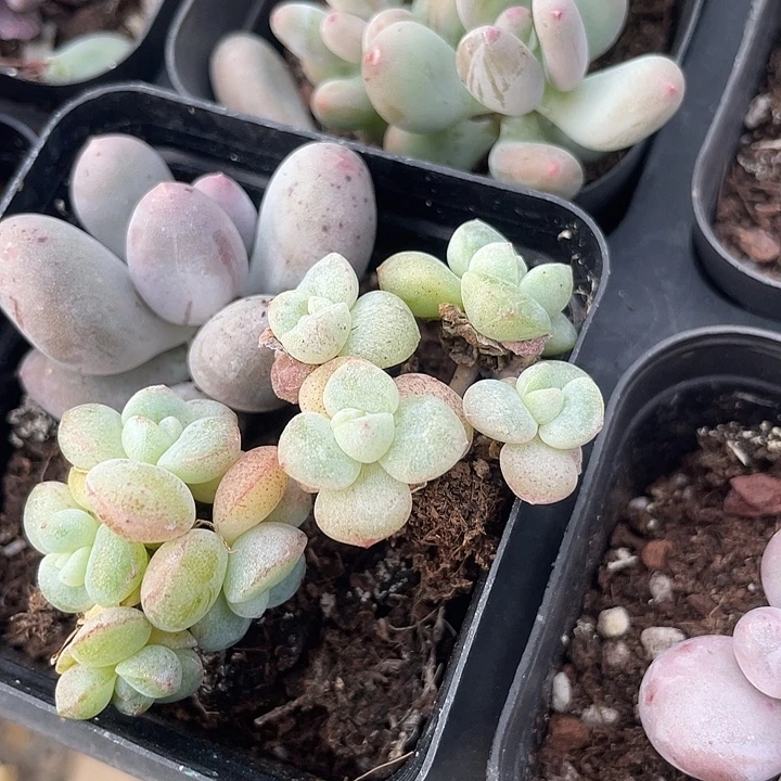 芝麻小脸冰玉随机发