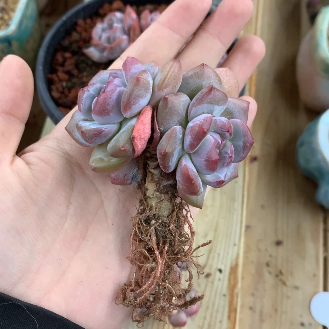 突尼斯 模特同款  福利